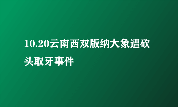 10.20云南西双版纳大象遭砍头取牙事件
