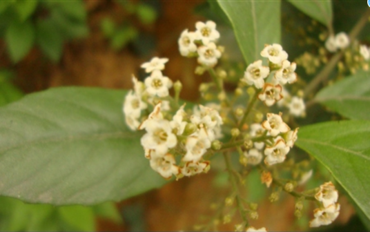 鲫鱼胆（报春花科杜茎山属植物）