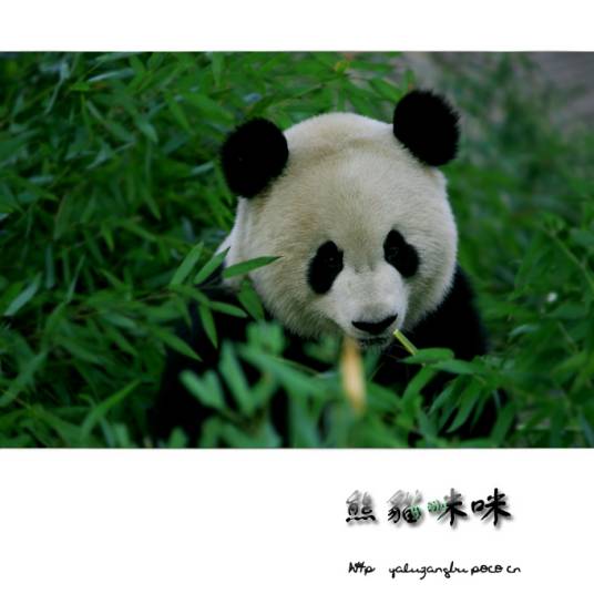 熊猫咪咪（程琳演唱的一首歌曲）