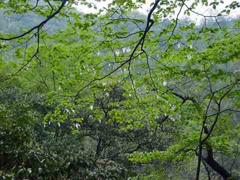 重庆大巴山国家级自然保护区