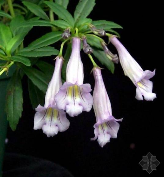 石吊兰（苦苣苔科吊石苣苔属植物）