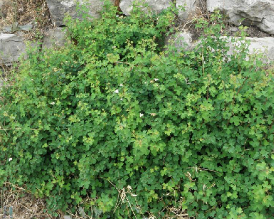 麻叶绣球（中药）