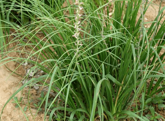 知母（天门冬科知母属植物）