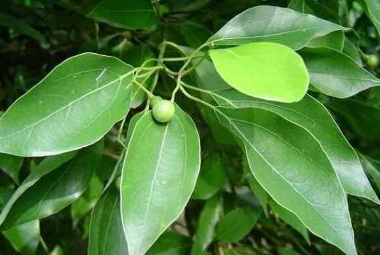 香樟叶