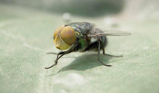 金苍蝇（讽刺词）