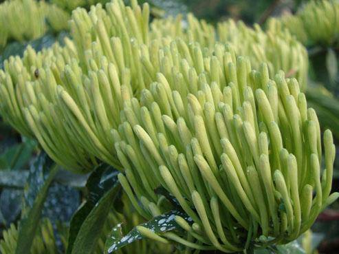 湘蕾金银花