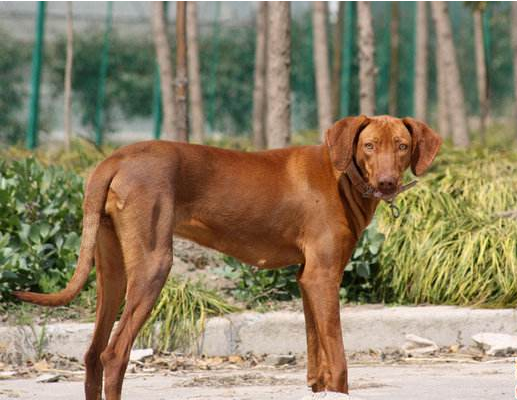 匈牙利维斯拉犬