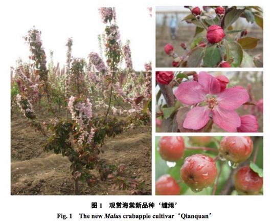缱绻（苹果属海棠品种）