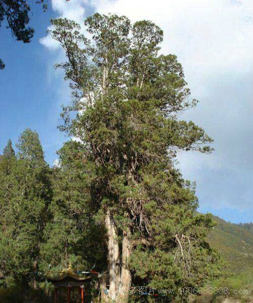 雅鲁藏布江柏木