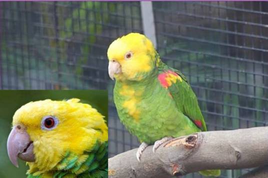 黄头亚马逊鹦哥