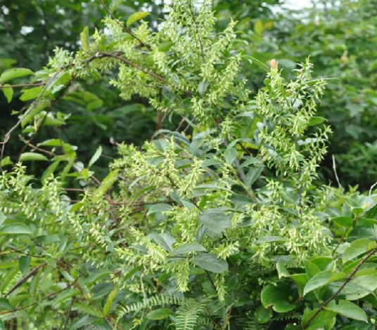 乌饭树（中药）