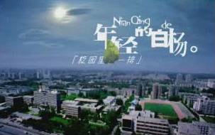 校园里有一排年轻的白杨