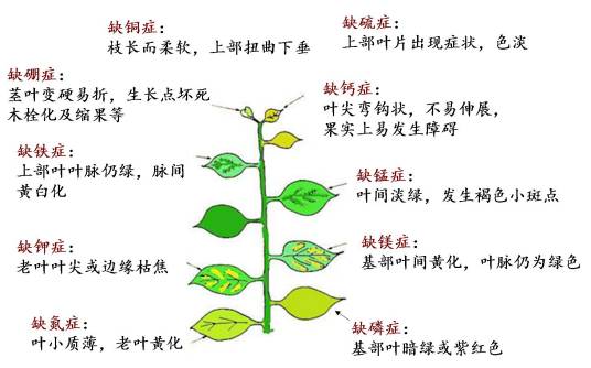植物营养素（非基础营养素）