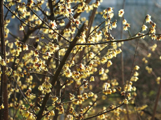 蜡梅花（中药）