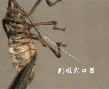 刺吸式害虫