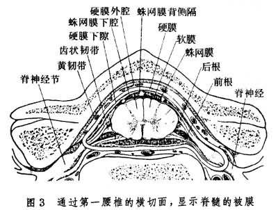 脑（动物中枢神经系统主要部分）