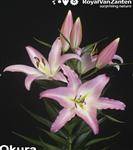 奥克拉（百合科百合属栽培品种）