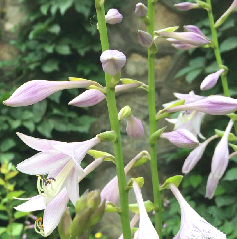 紫玉簪（中药）