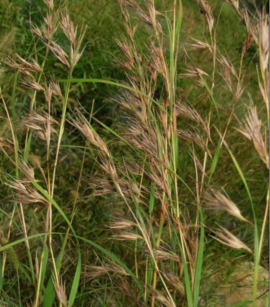 黄背草（中药）