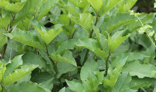 三分三（中药）