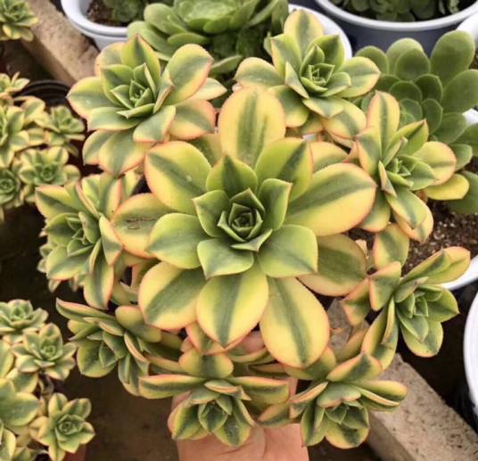 星爆（景天科莲花掌属多肉植物）