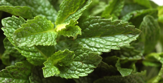 香花菜（唇形科植物）