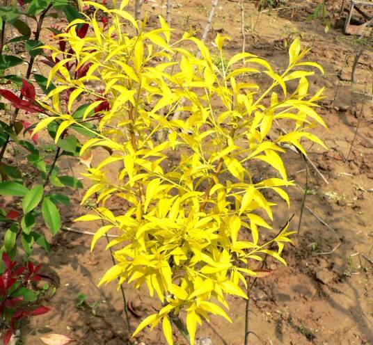 金枝玉叶（国家林业局林业植物新品种）