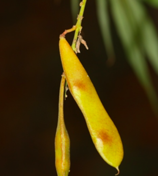 小叶干花豆