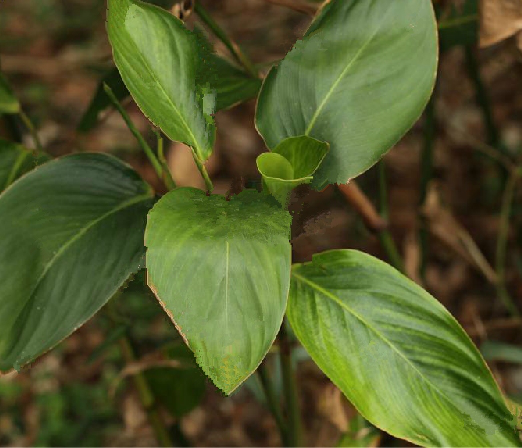 竹叶兰（中药）