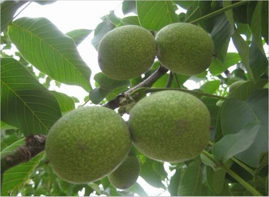 中国核桃之乡（河北涉县）