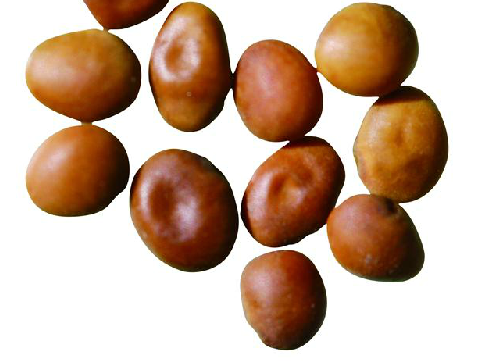 苦豆子（中药）