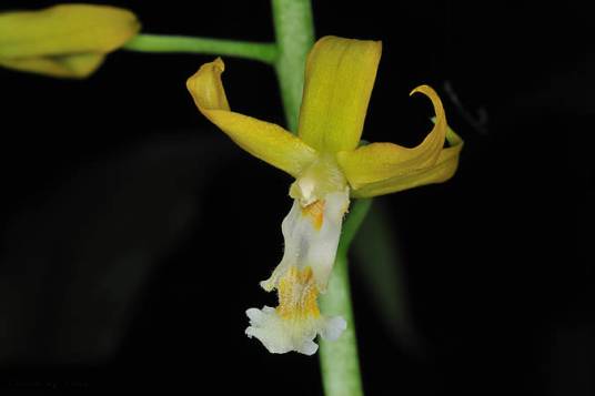 黄兰（兰科黄兰属植物）