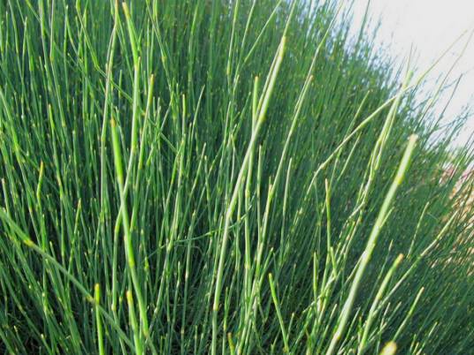 麻黄（麻黄科麻黄属植物）