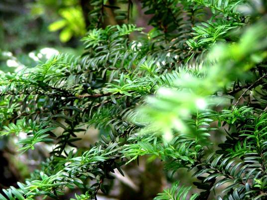 国家二级保护植物
