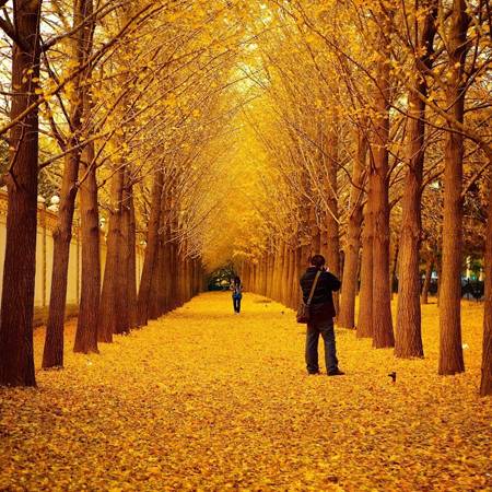 银杏大道（北京、芜湖、丹东、扬州、安陆）