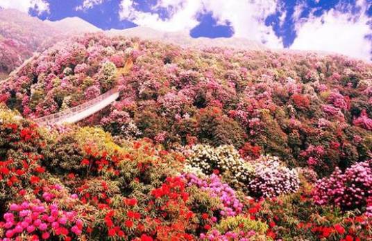 百里杜鹃（贵州省毕节市辖县级区）