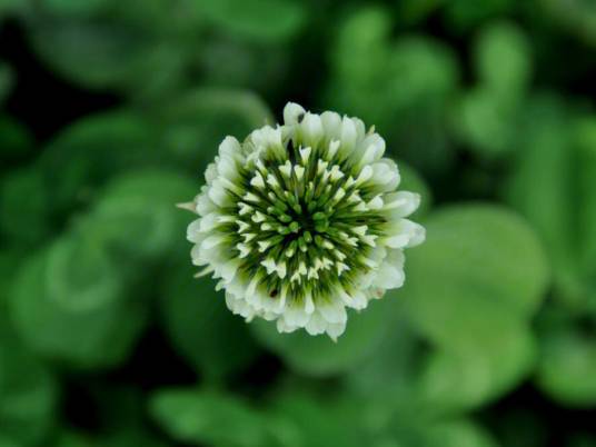 白车轴草（豆科车轴草属植物）