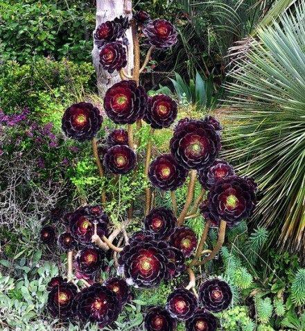 黑宝石（景天科莲花掌属植物）