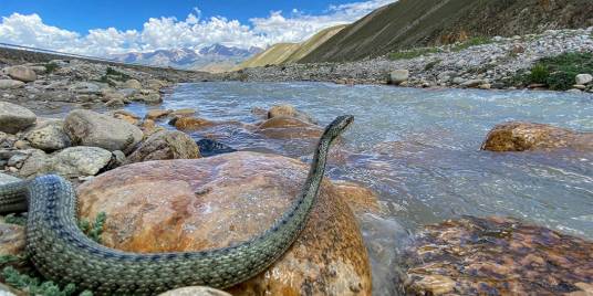 西藏温泉蛇