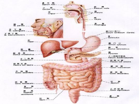 上消化道大量出血
