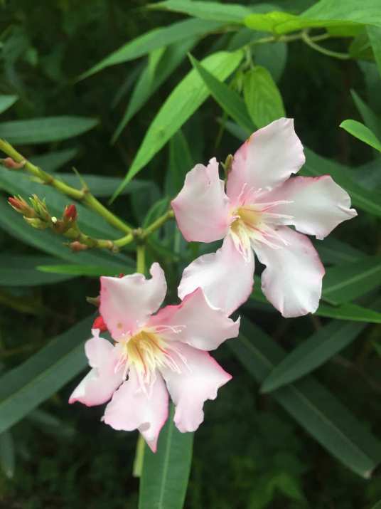 白麻（夹竹桃科白麻属植物）