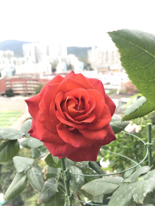 咖啡时间（蔷薇属月季栽培品种）