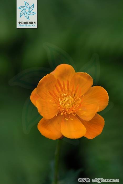 金芙蓉（植物）