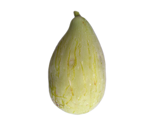 斯特拉（无花果品种）