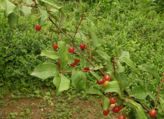 木半夏（中药）