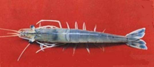 中国对虾（十足目对虾科动物）