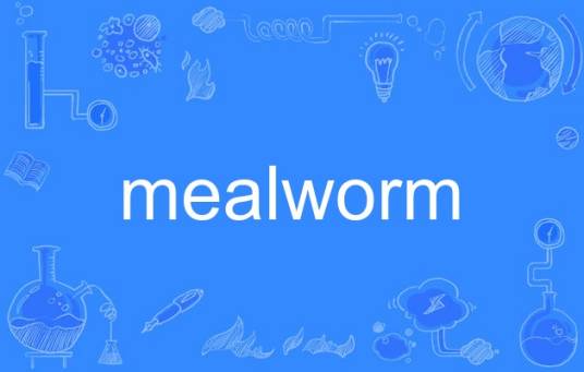 mealworm