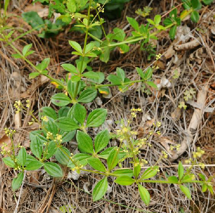 小红参（中药）