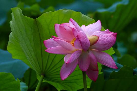 并头莲（植物）
