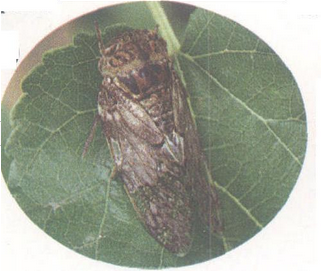 蚱蝉（中药）
